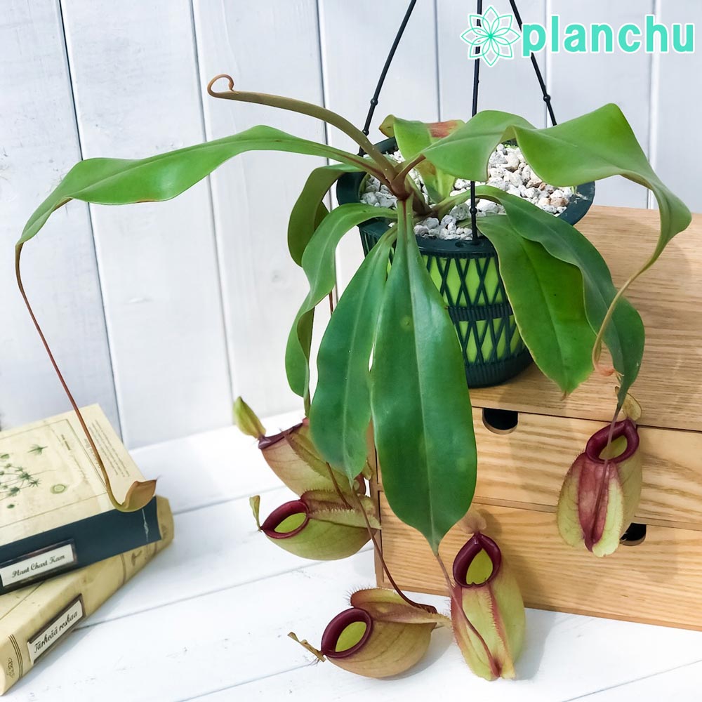 PLANCHU 食虫植物 ネペンテス バイキング × フーケリアナ 5号吊り鉢 育て方説明書付き Nepenthes viking × Hookeriana ウツボカズラ