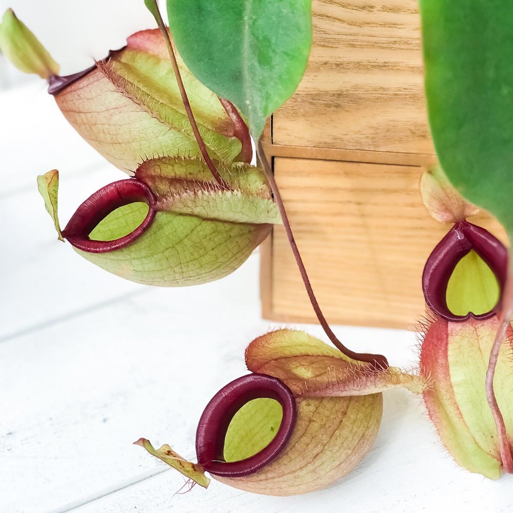 PLANCHU 食虫植物 ネペンテス バイキング × フーケリアナ 5号吊り鉢 育て方説明書付き Nepenthes viking × Hookeriana ウツボカズラ