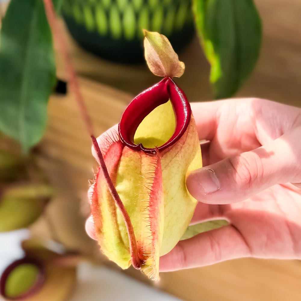 PLANCHU 食虫植物 ネペンテス バイキング × フーケリアナ 5号吊り鉢 育て方説明書付き Nepenthes viking × Hookeriana ウツボカズラ