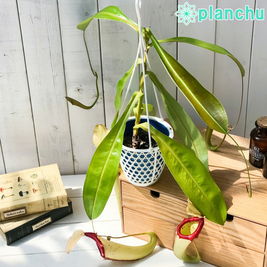 PLANCHU 食虫植物 ネペンテス ミクスタ 5号吊り鉢 育て方説明書付き Nepenthes ‘Mixta’ ウツボカズラ