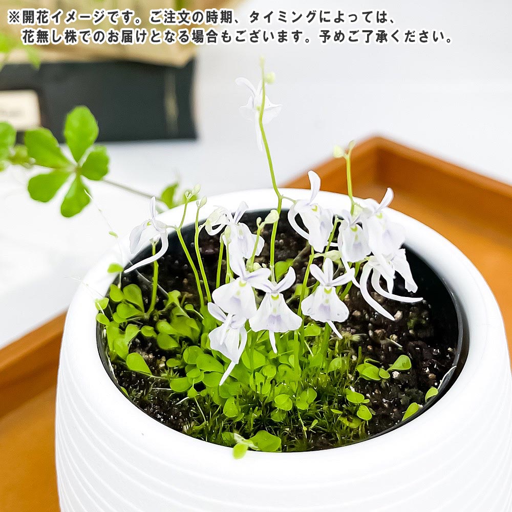 PLANCHU 食虫植物 ウトリクラリア サンダーソニー 白花 3号丸鉢 受け皿付き 育て方説明書付き Utricularia sandersonii ウサギゴケ ミミカキグサ