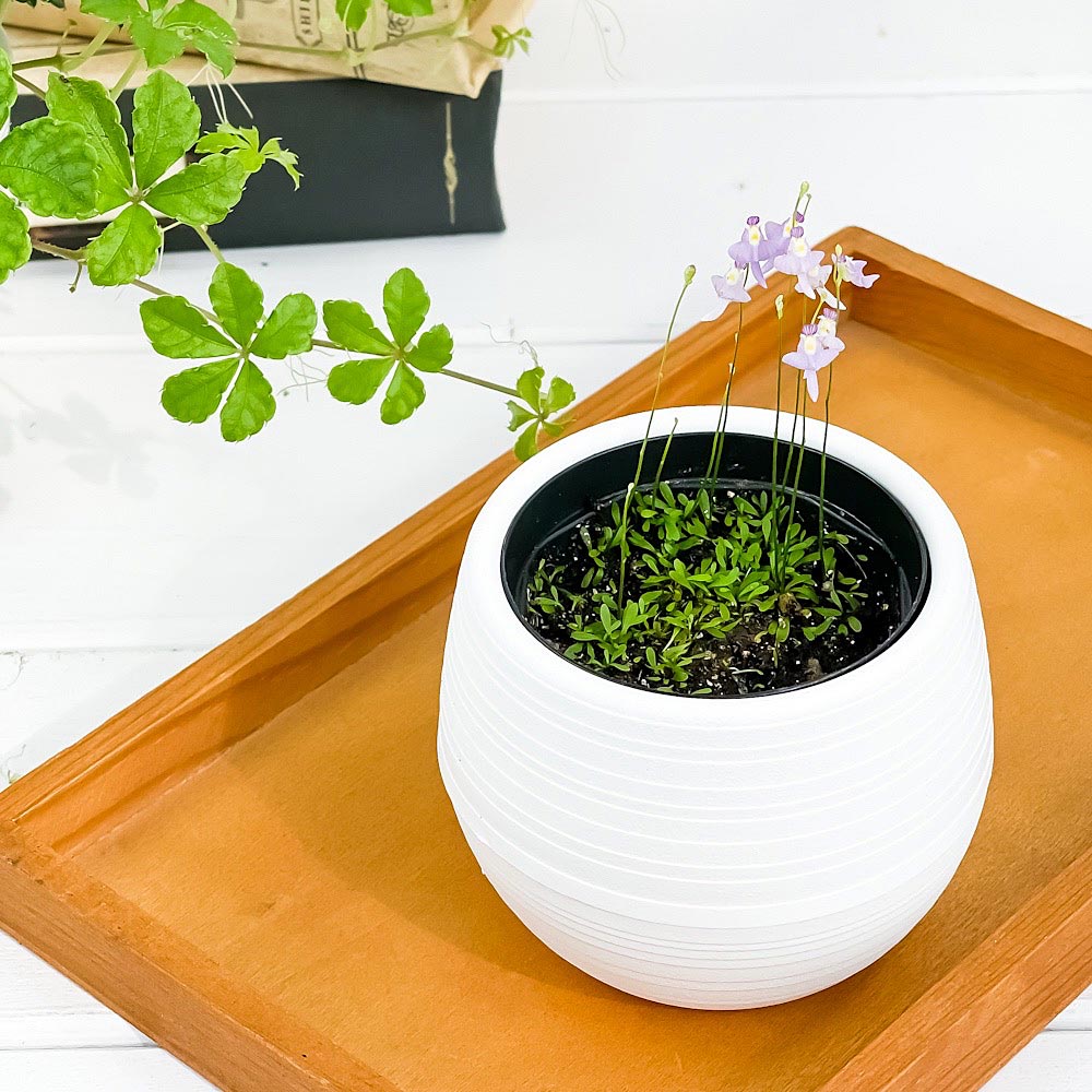 PLANCHU 食虫植物 ウトリクラリア ワーブルギー 3号丸鉢 受け皿付き 育て方説明書付き Utricularia warburgii クリオネミミカキグサ