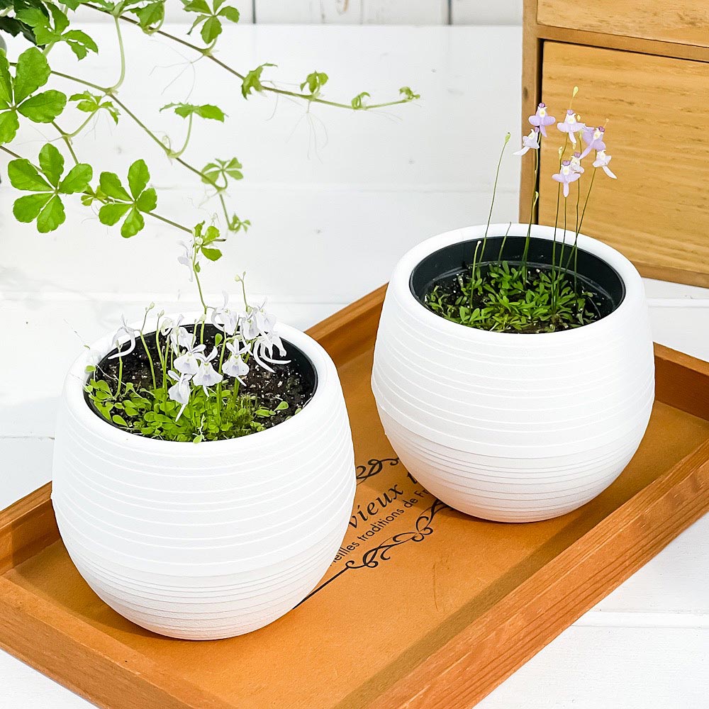 PLANCHU 食虫植物 ウトリクラリア 2種セット サンダーソニー ＆ ワーブルギー 3号丸鉢 受け皿付き 育て方説明書付き ウサギゴケ クリオネミミカキグサ