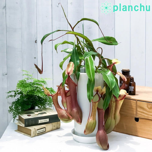 PLANCHU 食虫植物 ネペンテス アラタ アカネ 6号鉢 受け皿付き 育て方説明書付き Nepenthes alata cv. 狂氣令嬢 茜 アラータ ウツボカズラ