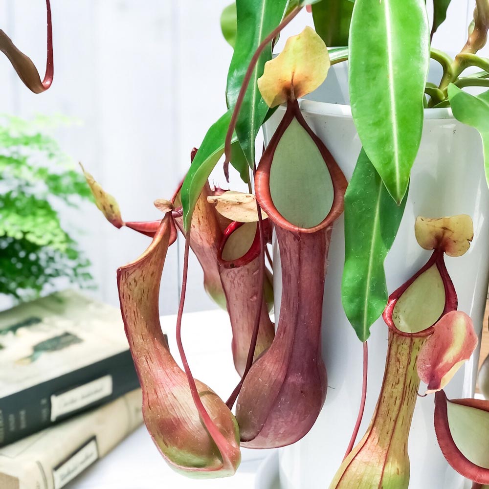 PLANCHU 食虫植物 ネペンテス アラタ アカネ 6号鉢 受け皿付き 育て方説明書付き Nepenthes alata cv. 狂氣令嬢 茜 アラータ ウツボカズラ