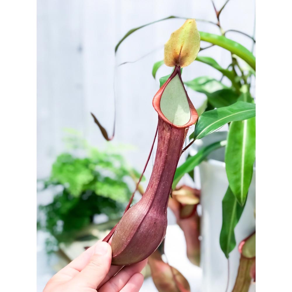 PLANCHU 食虫植物 ネペンテス アラタ アカネ 6号鉢 受け皿付き 育て方説明書付き Nepenthes alata cv. 狂氣令嬢 茜 アラータ ウツボカズラ