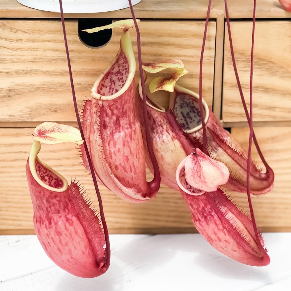 PLANCHU 食虫植物 ネペンテス ソレリー 5号吊り鉢 育て方説明書付き Nepenthes thorelii ウツボカズラ