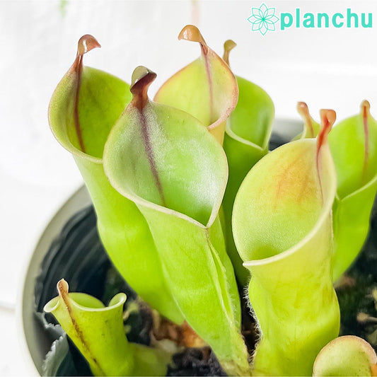 PLANCHU 食虫植物 ヘリアンフォラ 3.5号鉢 受け皿付き 育て方説明書付き Helianphora