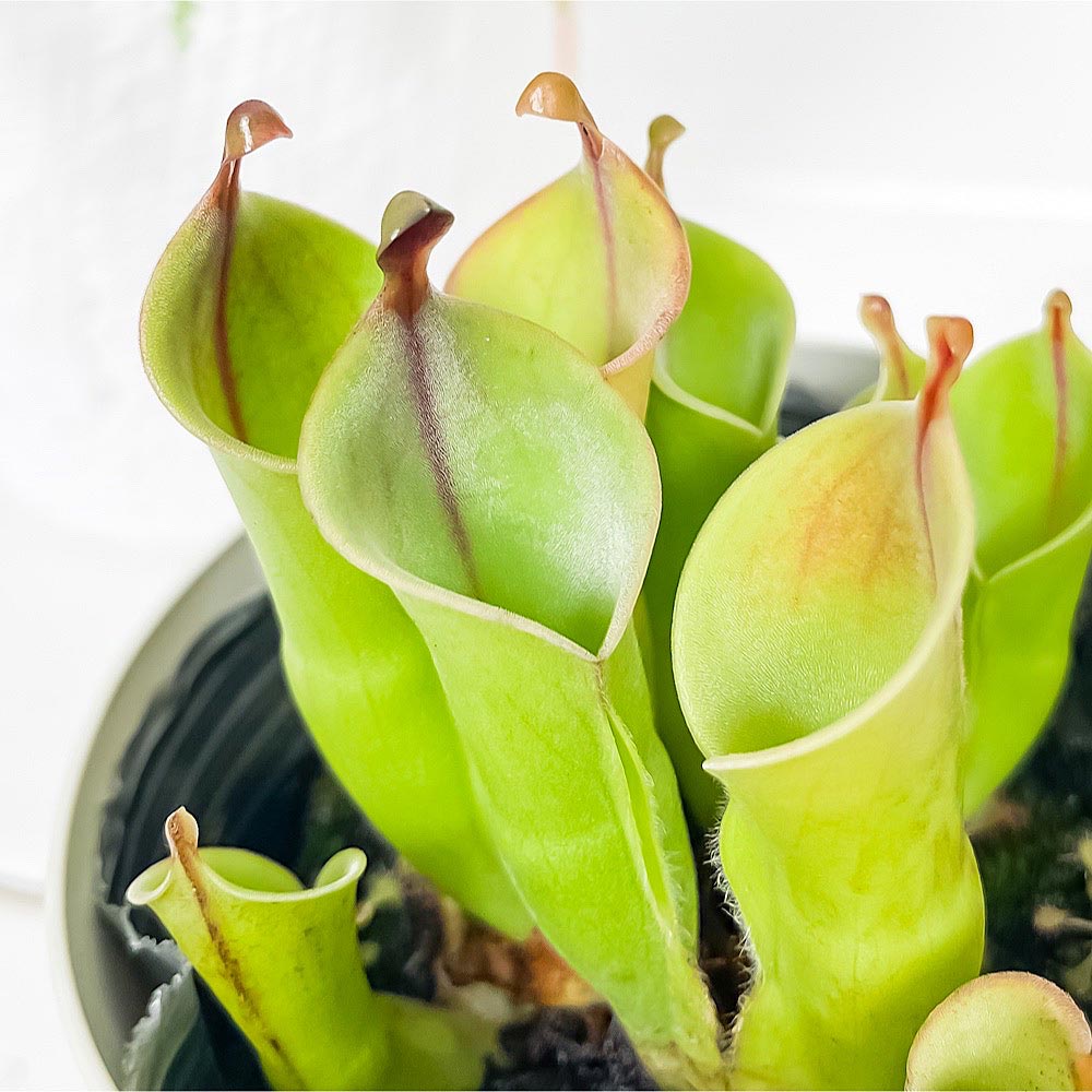 PLANCHU 食虫植物 ヘリアンフォラ 3.5号鉢 受け皿付き 育て方説明書