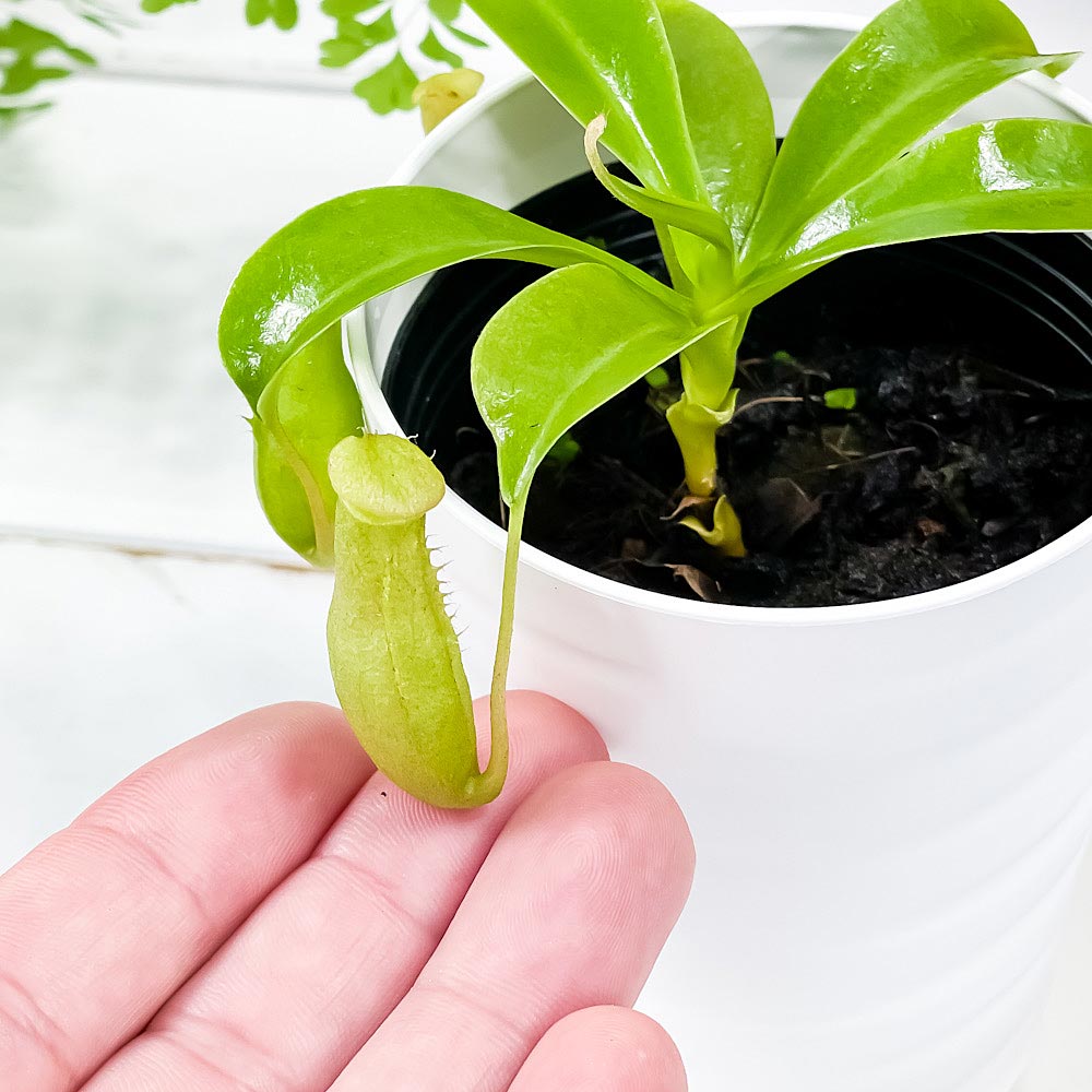 PLANCHU 食虫植物 ネペンテス アラタ 3号鉢 受け皿付き 育て方説明書付き Nepenthes alata ウツボカズラ