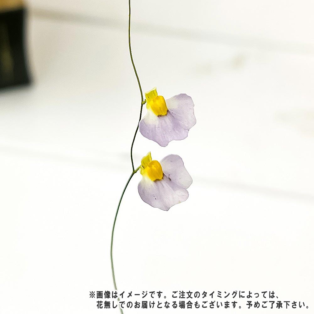 PLANCHU 食虫植物 ウトリクラリア ビスクアマタ ベティーズベイ 2号鉢 育て方説明書付き Utricularia bisquamata ‘Betty's Bay’ ミミカキグサ