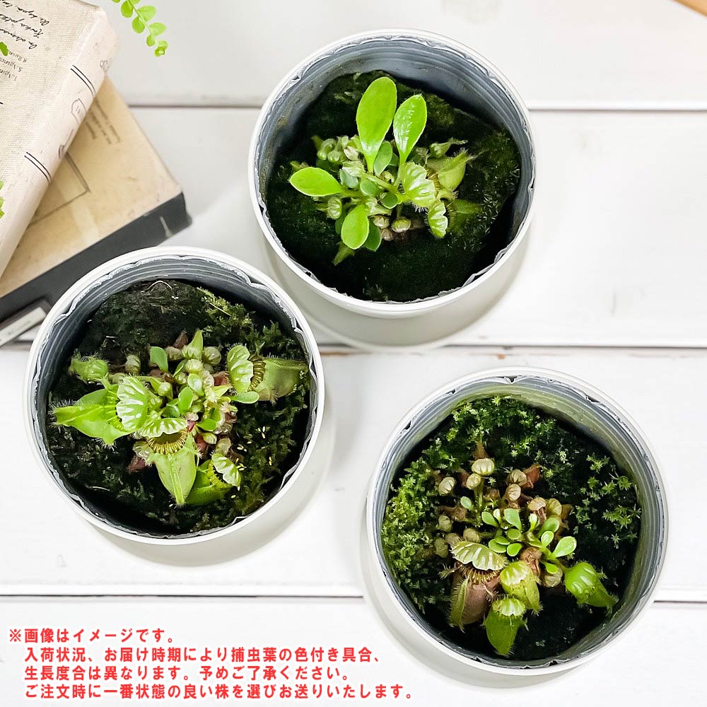 PLANCHU 食虫植物 セファロタス フォリキュラリス 3.5号鉢 受け皿付き