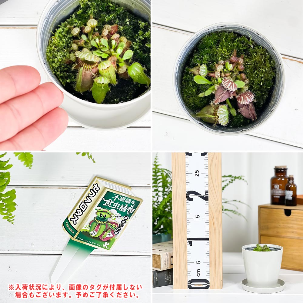 PLANCHU 食虫植物 セファロタス フォリキュラリス 3.5号鉢