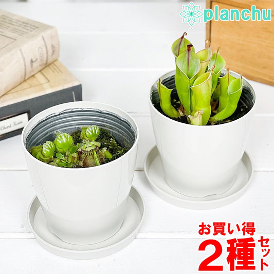PLANCHU 食虫植物 セファロタス ＆ ヘリアンフォラ 2種セット 3.5号鉢 受け皿付き 育て方説明書付き