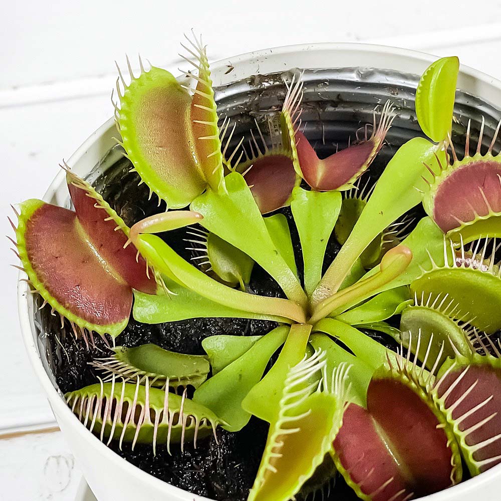 PLANCHU 食虫植物 ディオネア ムスキプラ 3.5号鉢 受け皿付き 育て方説明書付き Dionaea muscipula ハエトリソウ