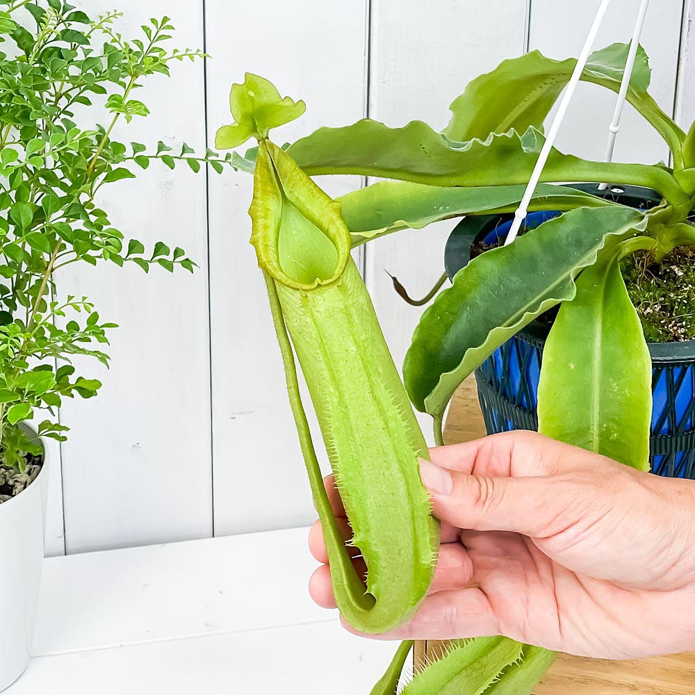 PLANCHU 食虫植物 ネペンテス マキシマ グリーン 5号吊り鉢 育て方説明