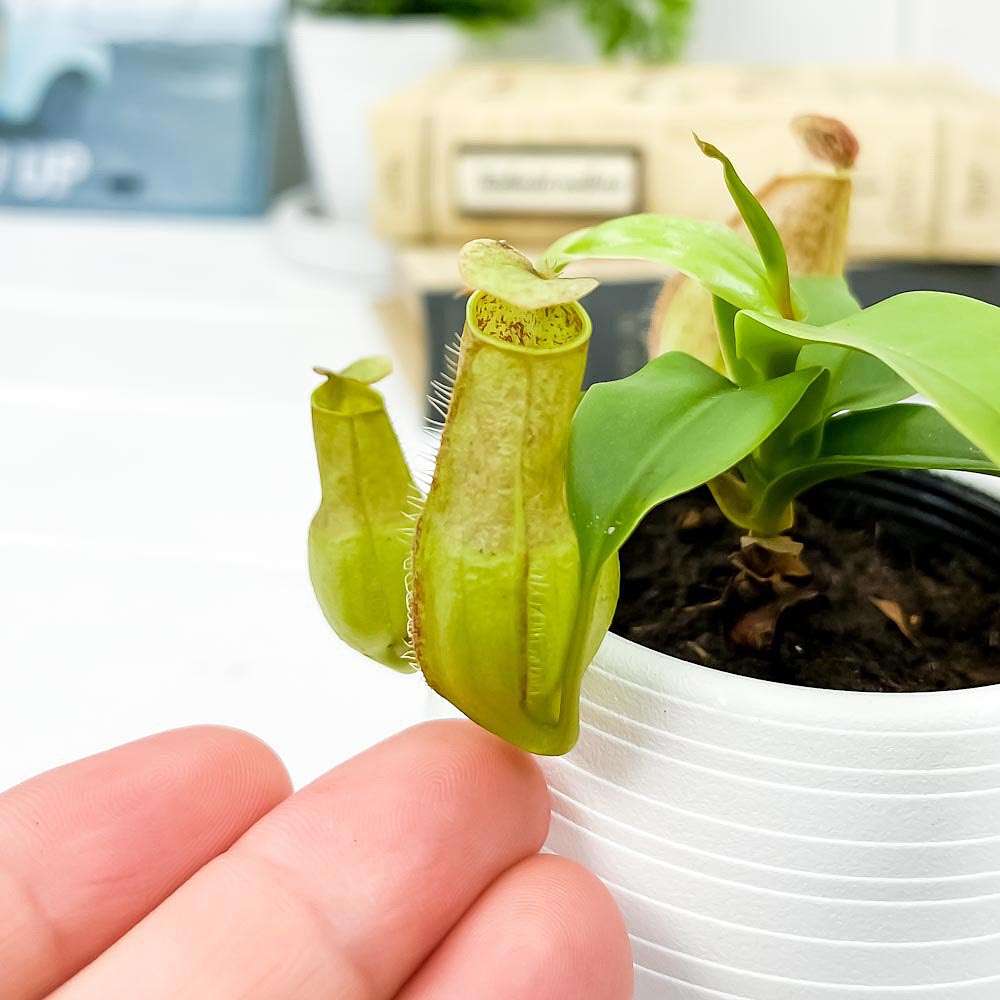 PLANCHU 食虫植物 ネペンテス グラシリス スポート 3号丸鉢 育て方説明書付き Nepenthes gracilis ‘Sport’ ウツボカズラ