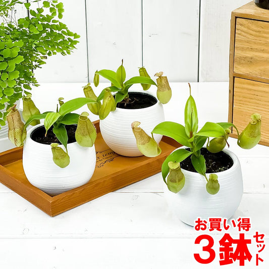 PLANCHU 食虫植物 ネペンテス グラシリス スポート 3号丸鉢 3鉢セット 受け皿付き 育て方説明書付き Nepenthes gracilis ‘Sport’ ウツボカズラ