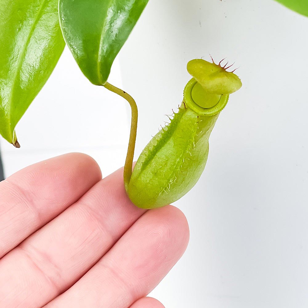 PLANCHU 食虫植物 ネペンテス 3.5号ロング鉢 育て方説明書付き Nepenthes ウツボカズラ