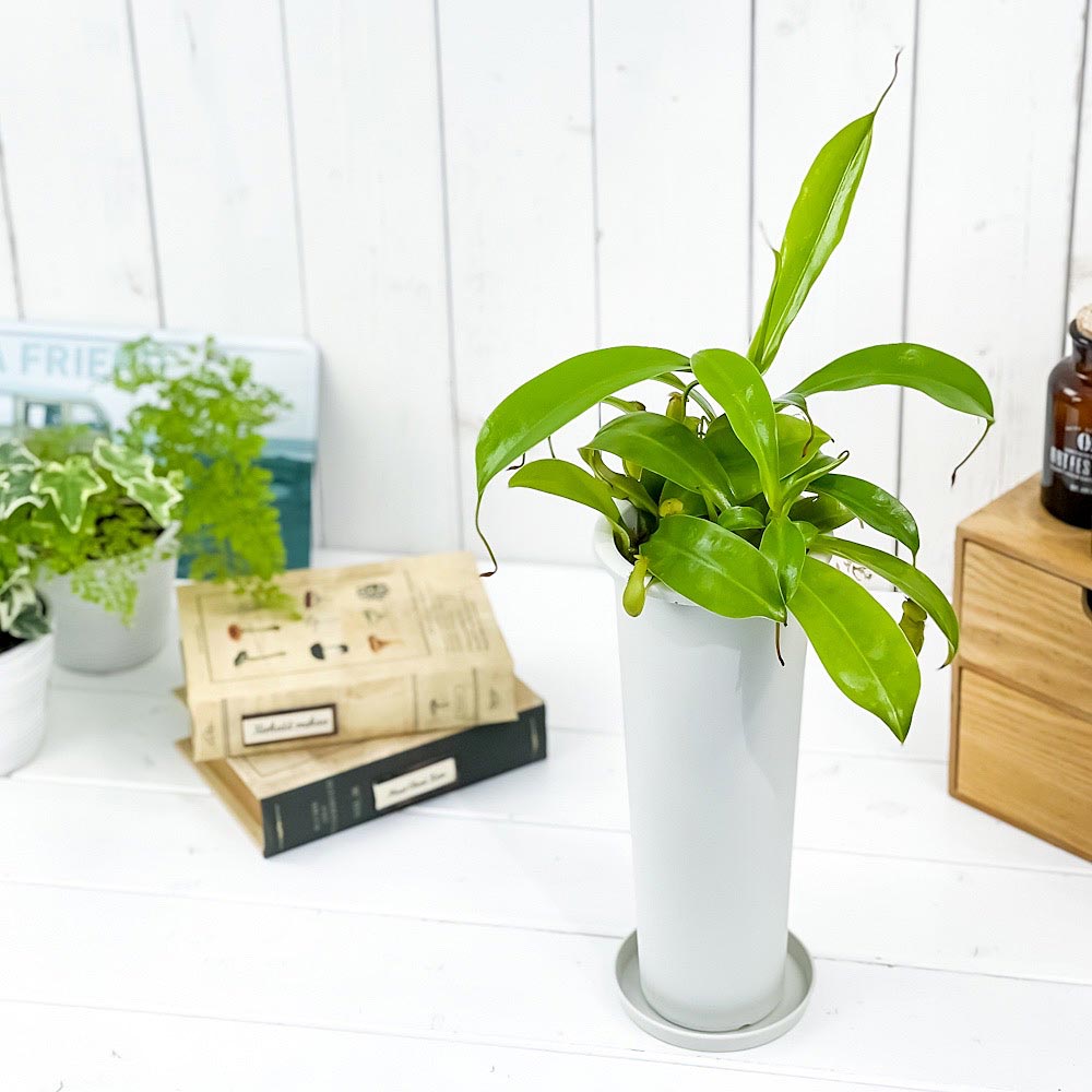 PLANCHU 食虫植物 ネペンテス 3.5号ロング鉢 育て方説明書付き Nepenthes ウツボカズラ