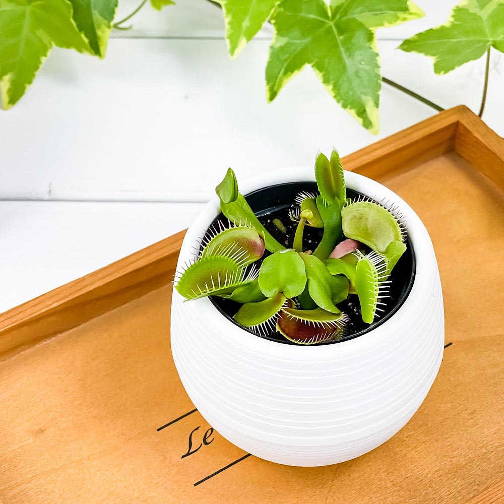 PLANCHU 食虫植物 ディオネア ムスキプラ 3号丸鉢 受け皿付き 育て方説明書付き Dionaea muscipula ハエトリソウ