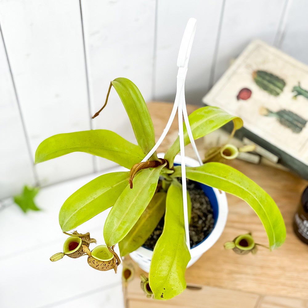 PLANCHU 食虫植物 ネペンテス アンプラリア スポットタイプ 4号吊り鉢 育て方説明書付き Nepenthes ampullaria ウツボカズラ 希少