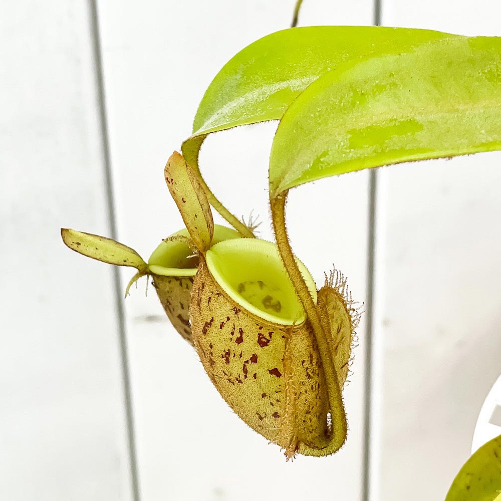 PLANCHU 食虫植物 ネペンテス アンプラリア スポットタイプ 4号吊り鉢 育て方説明書付き Nepenthes ampullaria ウツボカズラ 希少