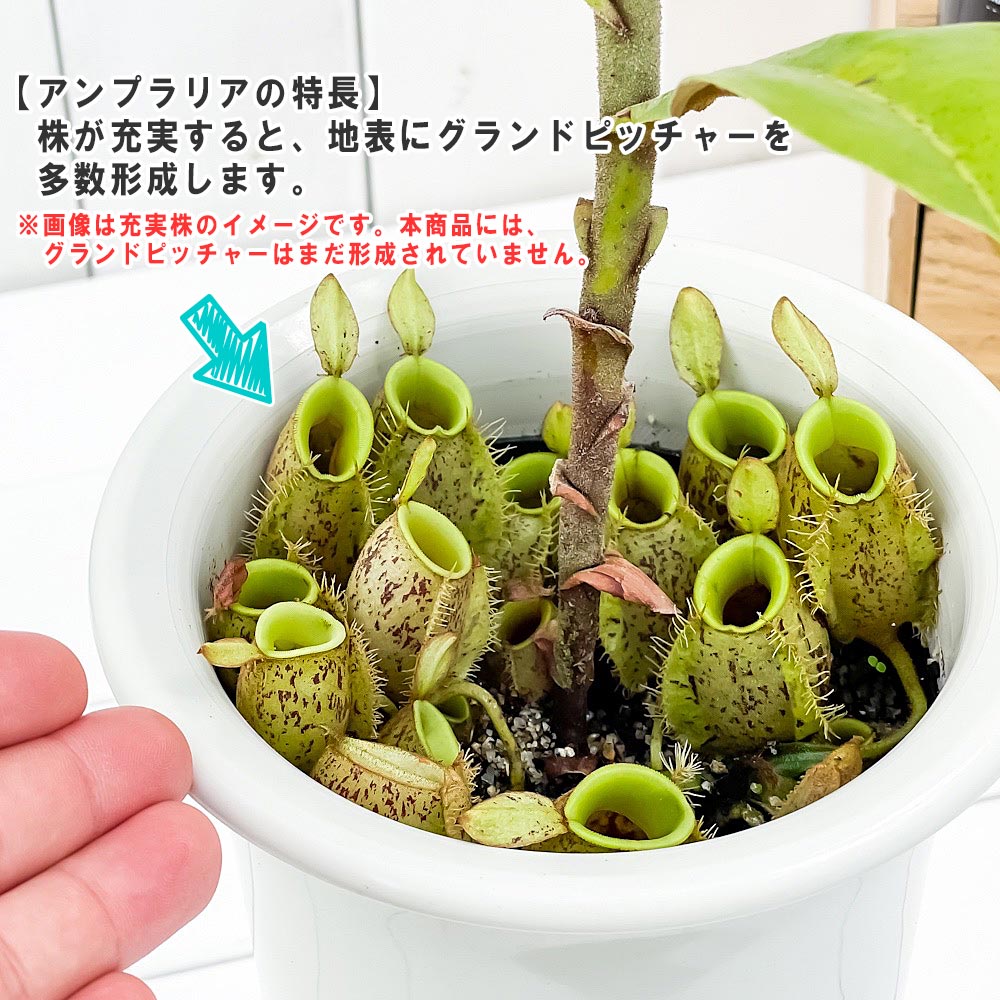 PLANCHU 食虫植物 ネペンテス アンプラリア スポットタイプ 4号吊り鉢 育て方説明書付き Nepenthes ampullaria ウツボカズラ 希少