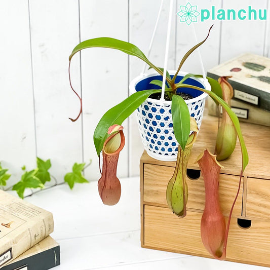 PLANCHU 食虫植物 ネペンテス アラタ アカネ 4号吊り鉢 育て方説明書付き Nepenthes alata cv. 狂氣令嬢 茜 アラータ ウツボカズラ