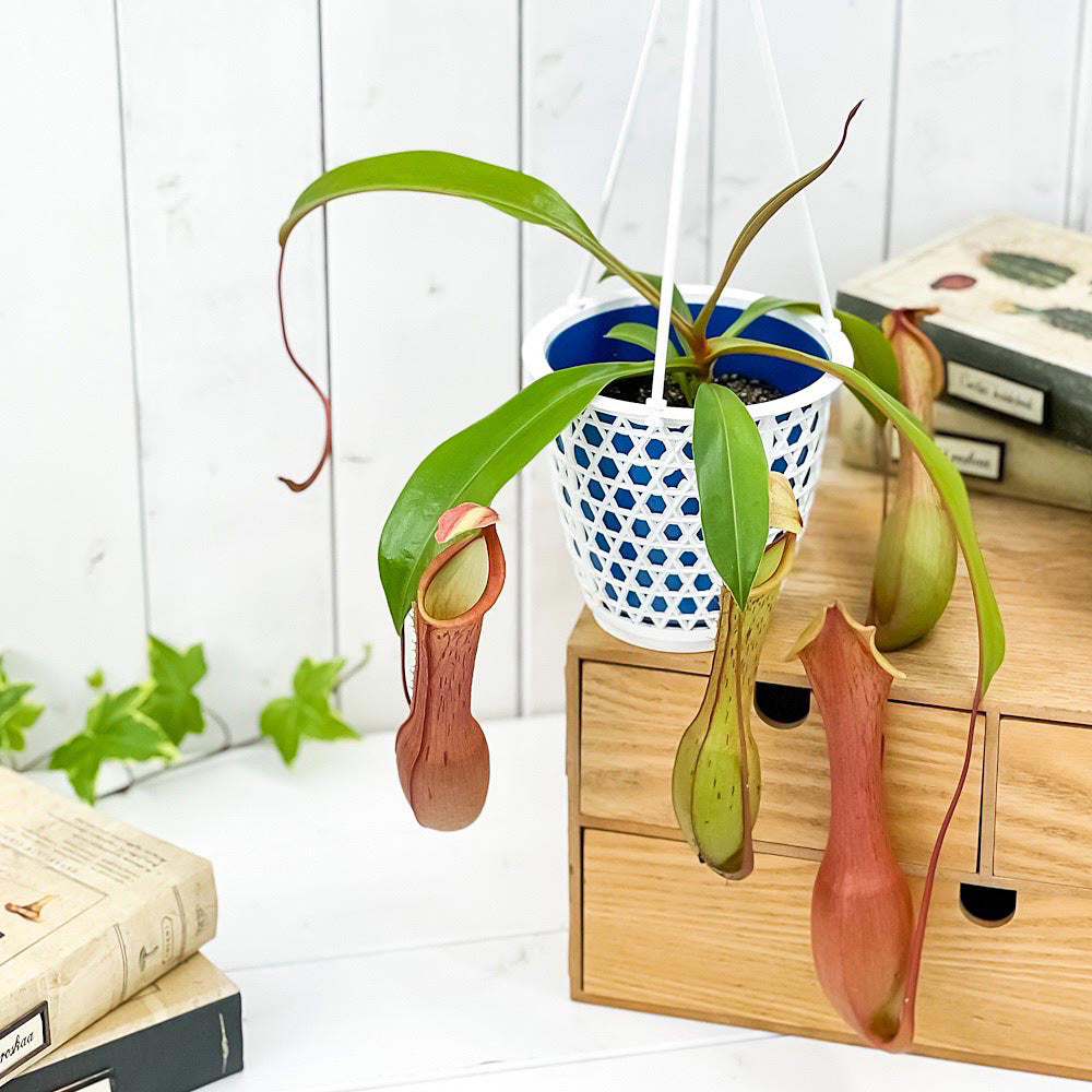 PLANCHU 食虫植物 ネペンテス アラタ アカネ 4号吊り鉢 育て方説明書付き Nepenthes alata cv. 狂氣令嬢 茜 アラータ ウツボカズラ