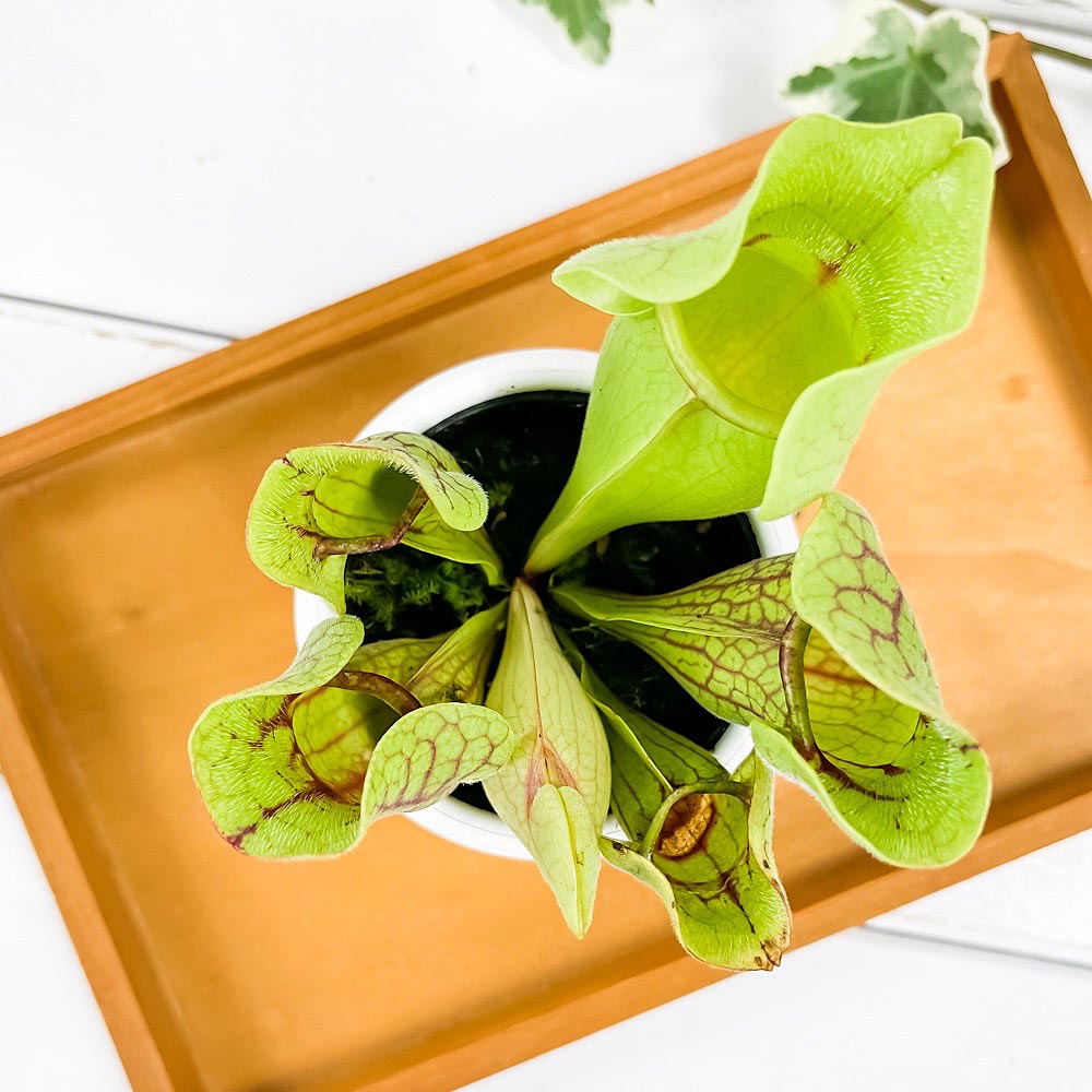 PLANCHU 食虫植物 サラセニア プルプレア系 3号丸鉢 受け皿付き 育て方説明書付き Sarracenia purpurea ヘイシソウ 瓶子草