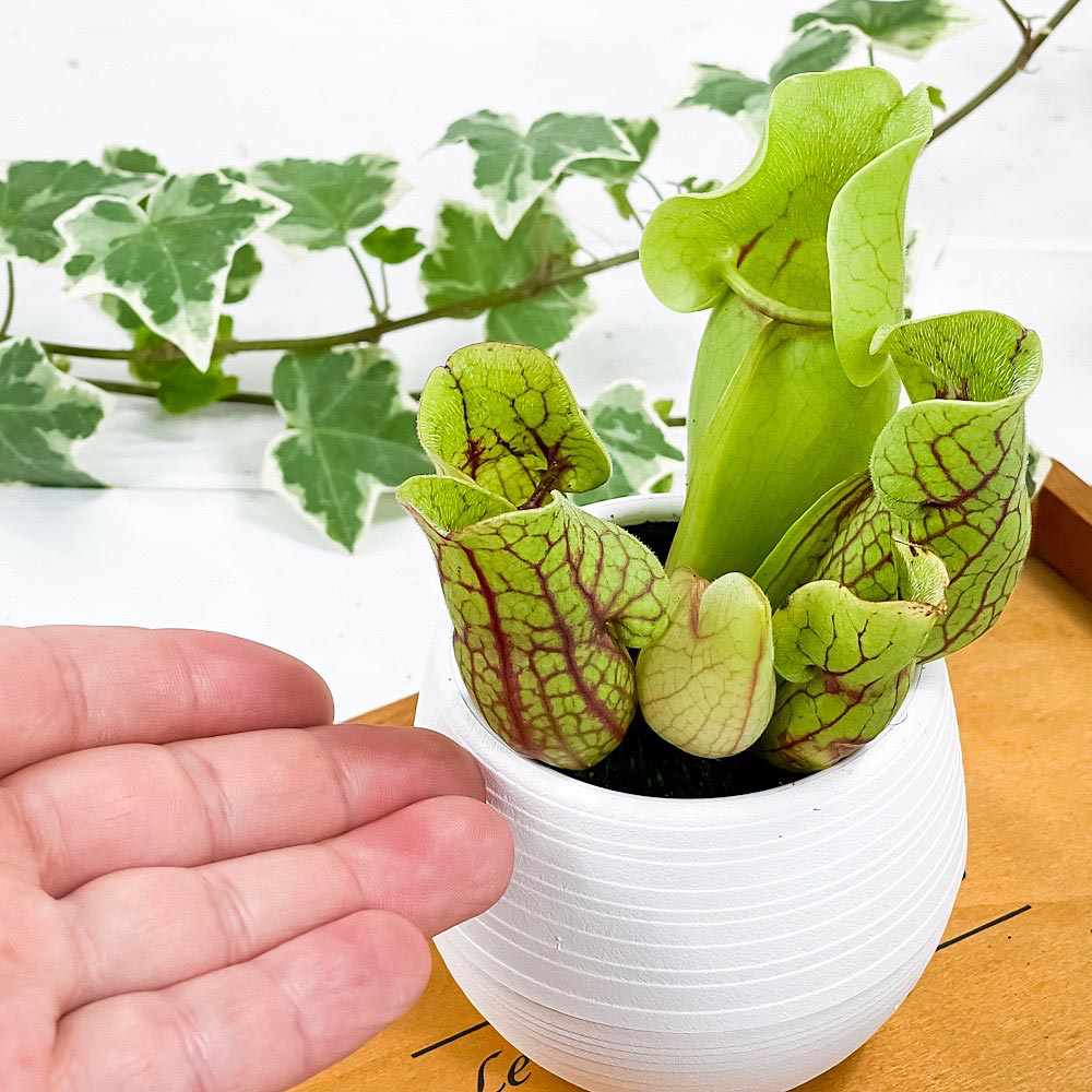 PLANCHU 食虫植物 サラセニア プルプレア系 3号丸鉢 受け皿付き 育て方説明書付き Sarracenia purpurea ヘイシソウ 瓶子草