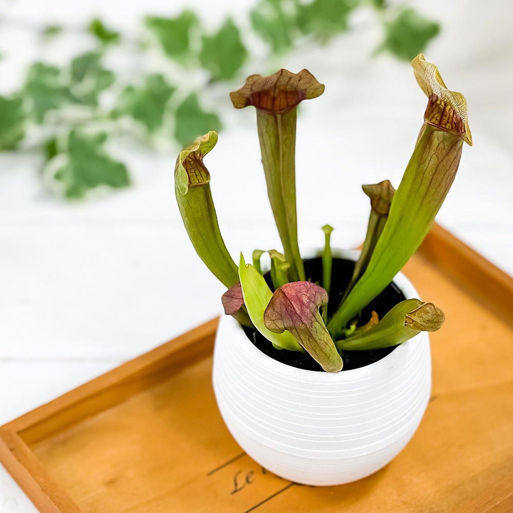 PLANCHU 食虫植物 サラセニア 交配種 3号丸鉢 受け皿付き 育て方説明書付き Sarracenia cv. ヘイシソウ 瓶子草