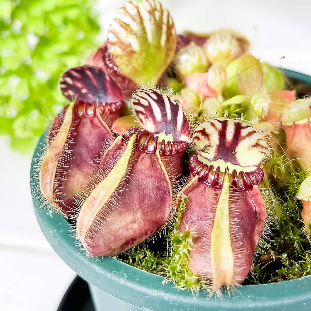 PLANCHU 食虫植物 セファロタス フォリキュラリス 3号鉢 受け皿付き