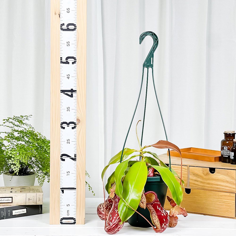 ネペンテス ガヤ 釣り鉢ごと発送 ネペンテス ガヤ 釣り鉢ごと発送