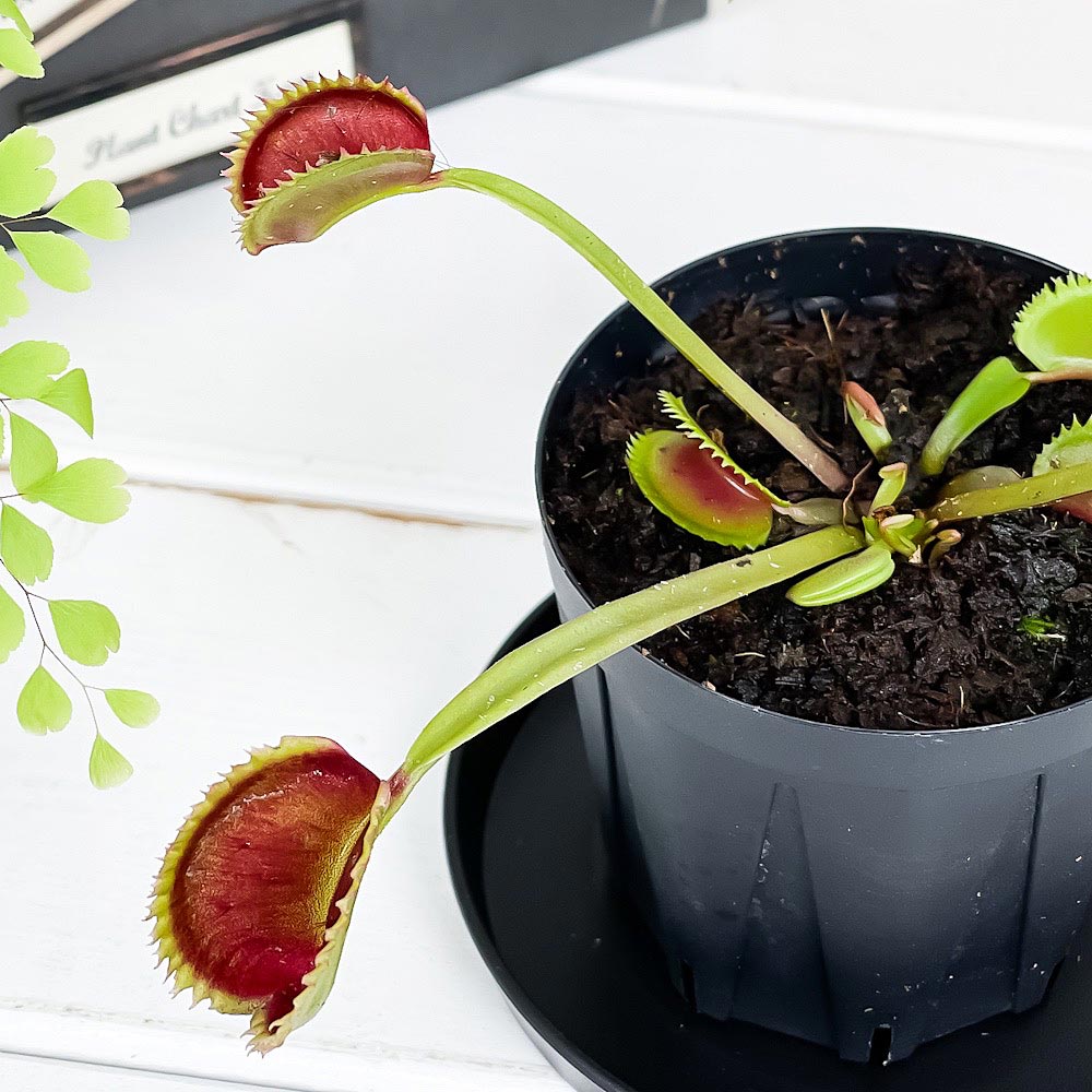 PLANCHU 食虫植物 ディオネア ムスキプラ シャークティース 2.5号