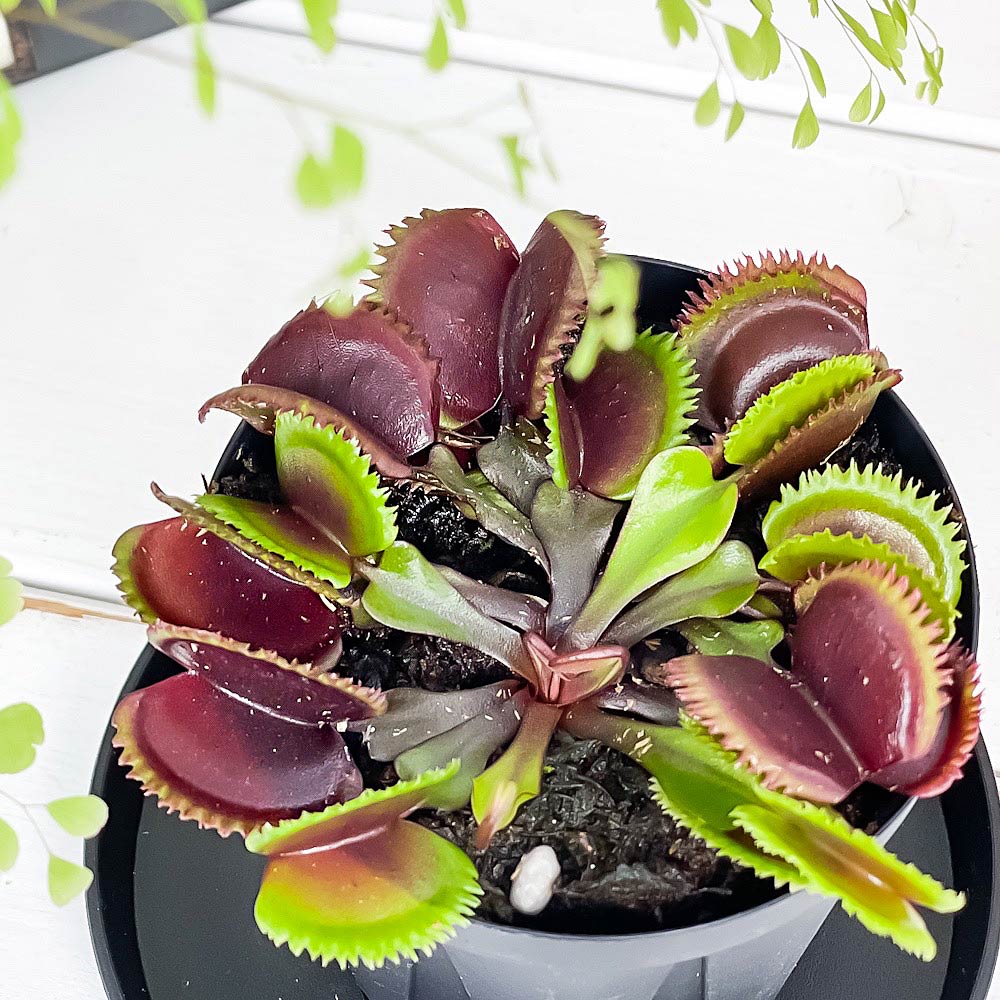 PLANCHU 食虫植物 ディオネア ムスキプラ レッドソウトゥース 2.5号