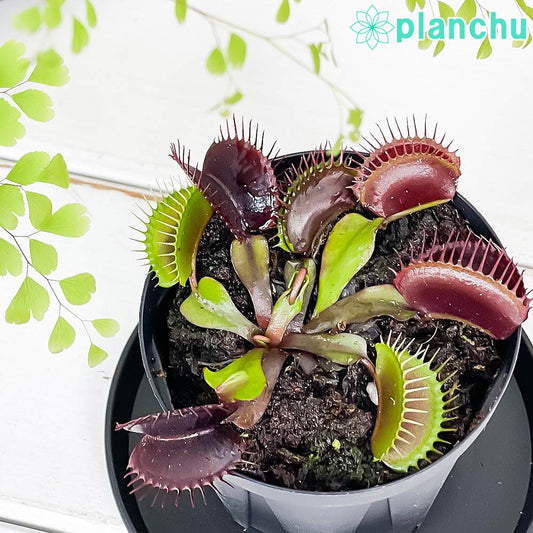 PLANCHU 食虫植物 ディオネア ムスキプラ キョウトレッド 2.5号スリット鉢 受け皿付き 育て方説明書付き Dionea muscipula ‘Kyoto Red’ ハエトリソウ 京都レッド