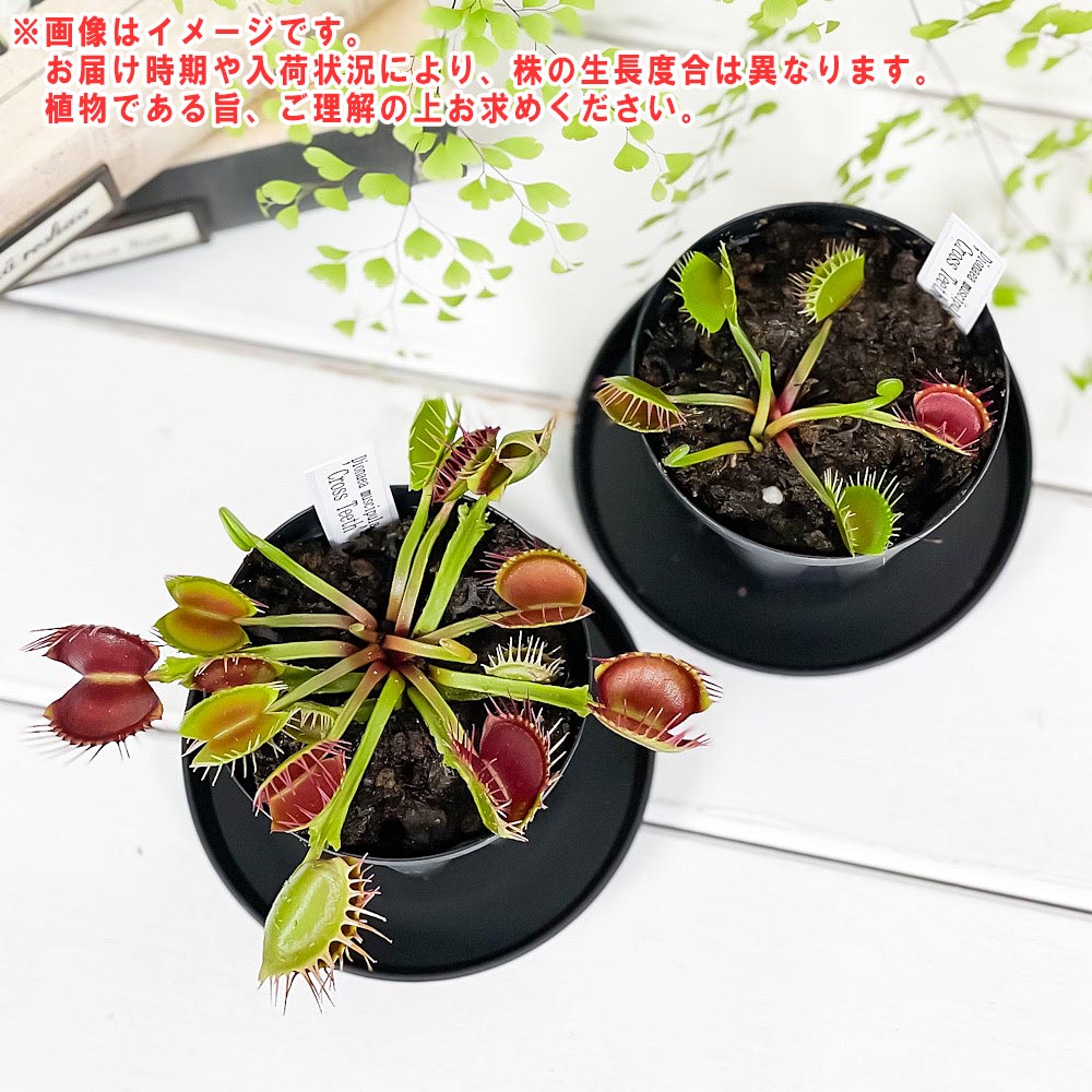 PLANCHU 食虫植物 ディオネア ムスキプラ クロスティース 2.5号スリット鉢 受け皿付き 育て方説明書付き Dionea muscipula ‘Cross Teeth’ ハエトリソウ