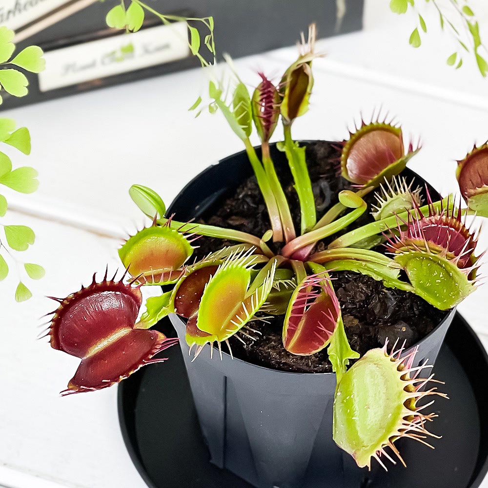 PLANCHU 食虫植物 ディオネア ムスキプラ クロスティース 2.5号