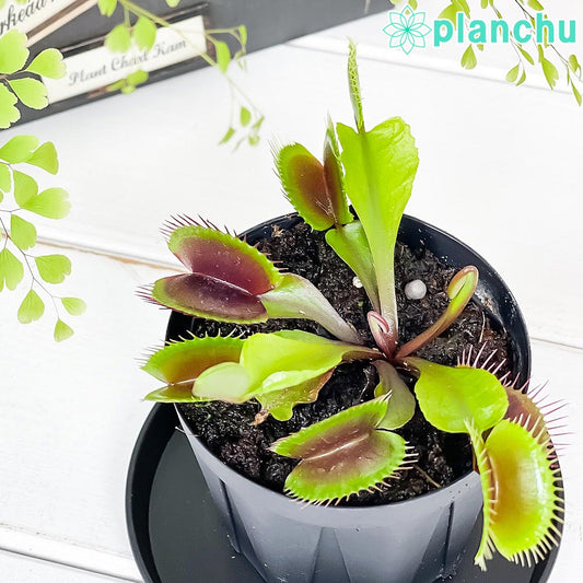 PLANCHU 食虫植物 ディオネア ムスキプラ オールレッド 2.5号スリット鉢 受け皿付き 育て方説明書付き Dionea muscipula ‘All Red’ ハエトリソウ