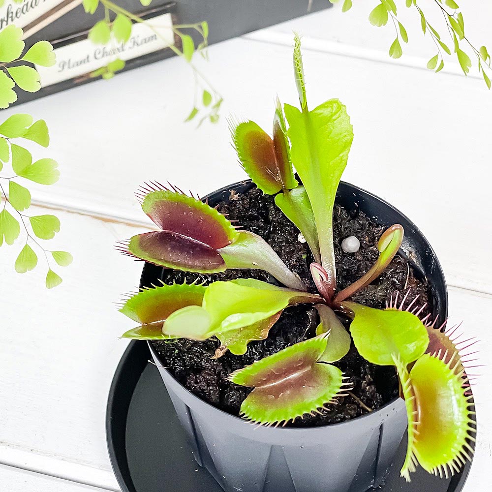 PLANCHU 食虫植物 ディオネア ムスキプラ オールレッド 2.5号スリット鉢 受け皿付き 育て方説明書付き Dionaea muscipula ‘All Red’ ハエトリソウ