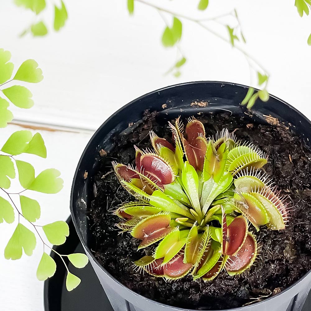 PLANCHU 食虫植物 ディオネア ムスキプラ ヒメ 2.5号スリット鉢 受け皿付き 育て方説明書付き Dionaea muscipula ‘Hime’ ハエトリソウ 姫