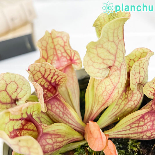 PLANCHU 食虫植物 サラセニア プルプレア系 3.5号鉢 受け皿付き 育て方説明書付き Sarracenia purpurea ヘイシソウ 瓶子草