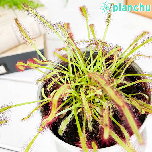 PLANCHU 食虫植物 ドロセラ カペンシス 赤花 3.5号鉢 受け皿付き 育て方説明書付き Drosera capensis アフリカナガバモウセンゴケ