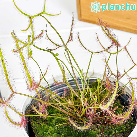 PLANCHU 食虫植物 ドロセラ ビナタ 3.5号鉢 受け皿付き 育て方説明書付き Drosera binata ビナータ モウセンゴケ