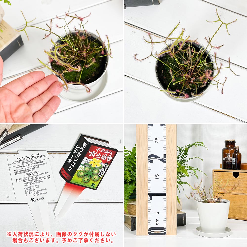 PLANCHU 食虫植物 ドロセラ ビナタ 3.5号鉢 受け皿付き 育て方説明書付き Drosera binata ビナータ モウセンゴケ