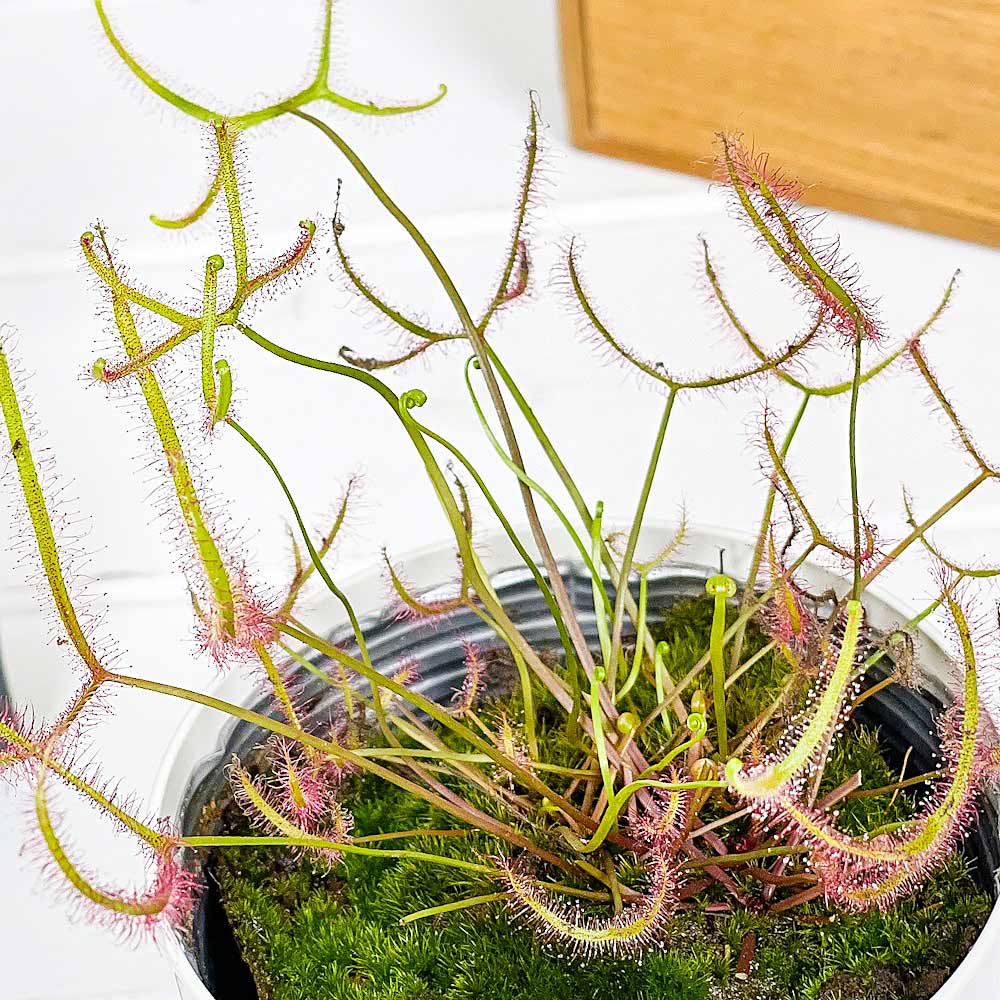 PLANCHU 食虫植物 ドロセラ ビナタ 3.5号鉢 受け皿付き 育て方説明書付き Drosera binata ビナータ モウセンゴケ