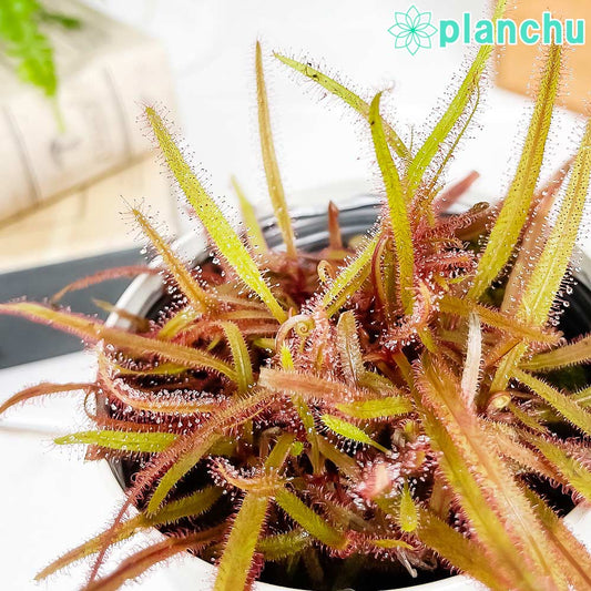 PLANCHU 食虫植物 ドロセラ アデラエ 3.5号鉢 受け皿付き 育て方説明書付き Drosera adelae モウセンゴケ