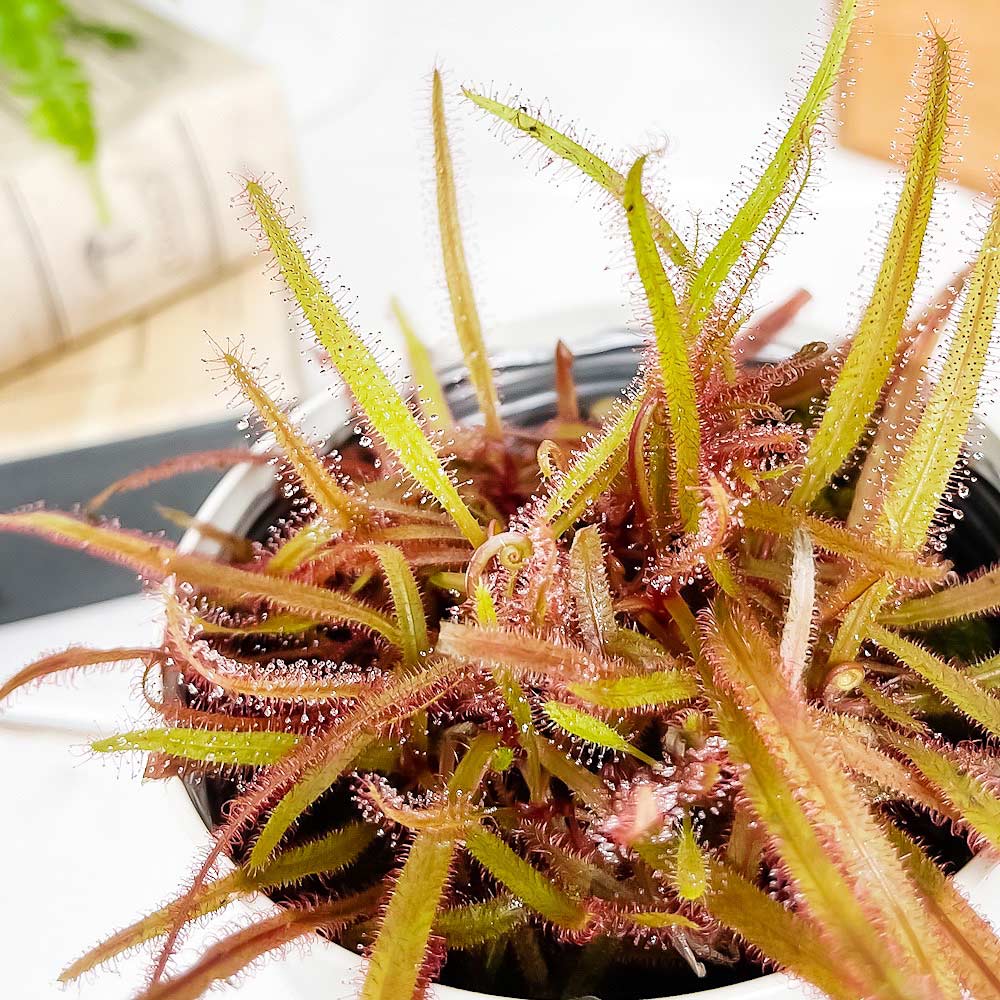PLANCHU 食虫植物 ドロセラ アデラエ 3.5号鉢 受け皿付き 育て方説明書